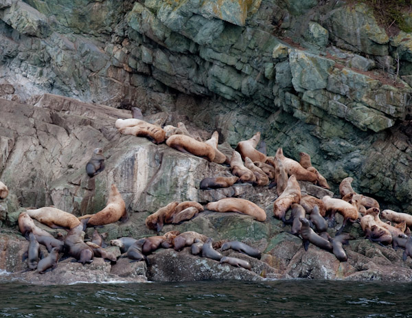 Sea lion haul out