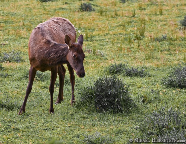 Roosevelt Elk