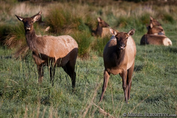 Roosevelt Elk