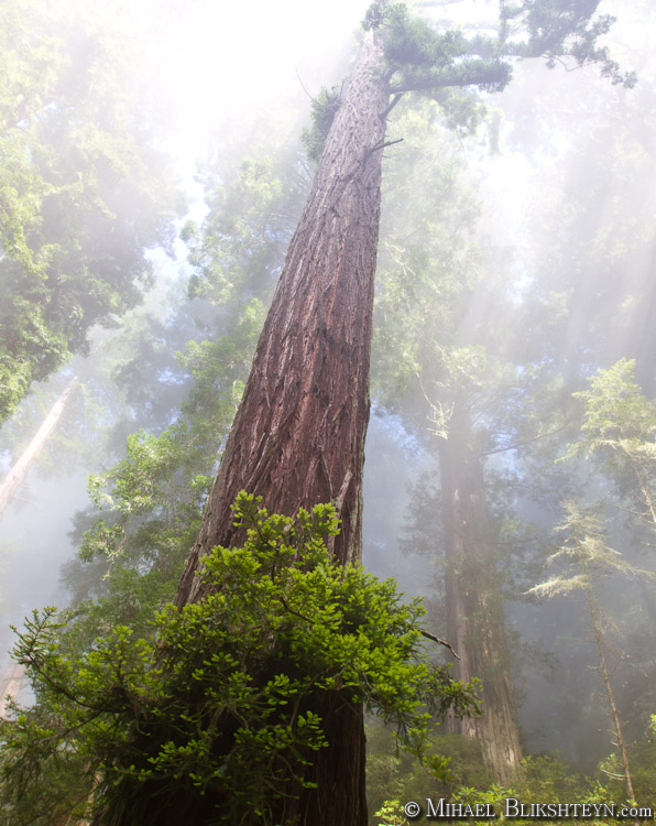 Redwoods, fog, sun light