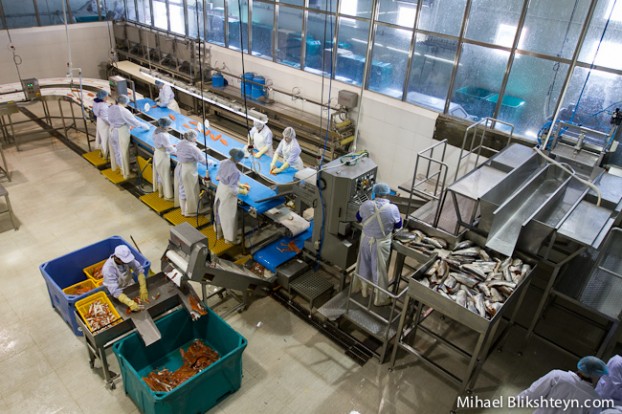 Processing sockeye salmon at the Vityaz-Avto plant