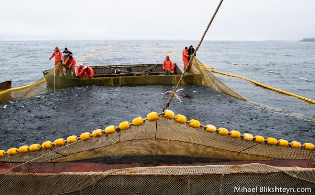 Sockeye Salmon Set (Trap) Net Fishery