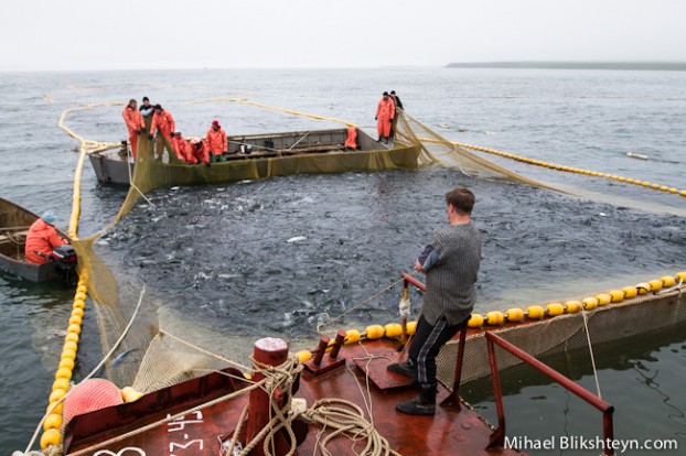 Sockeye Salmon Set (Trap) Net Fishery