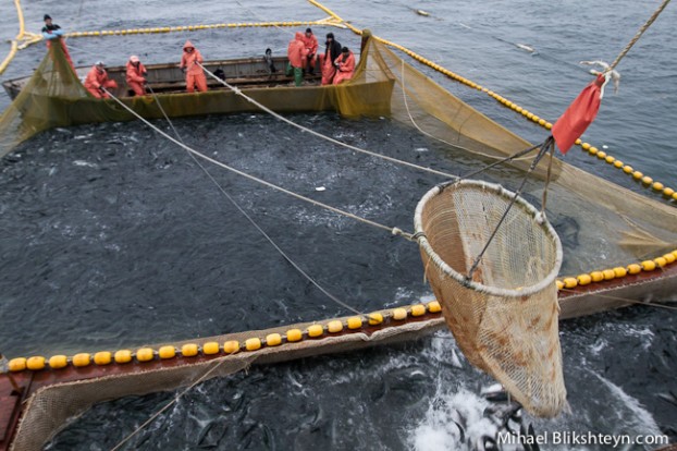 Sockeye Salmon Set (Trap) Net Fishery