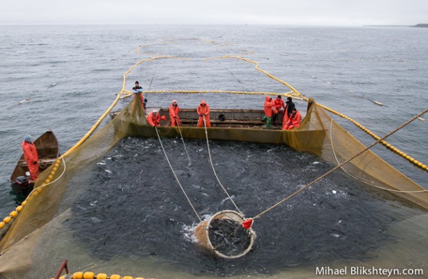 Sockeye Salmon Set (Trap) Net Fishery