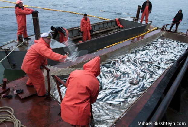 Sockeye Salmon Set (Trap) Net Fishery