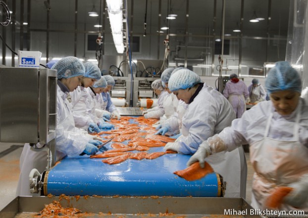 Processing sockeye salmon at the Vityaz-Avto plant