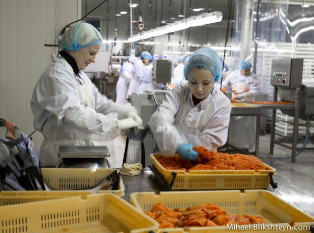 Processing sockeye salmon at the Vityaz-Avto plant