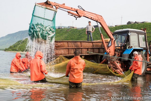 Ozernaya River sockeye salmon beach seine fishery