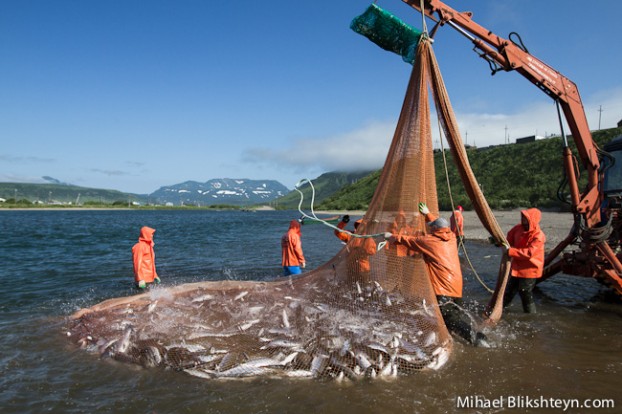 Ozernaya River sockeye salmon beach seine fishery