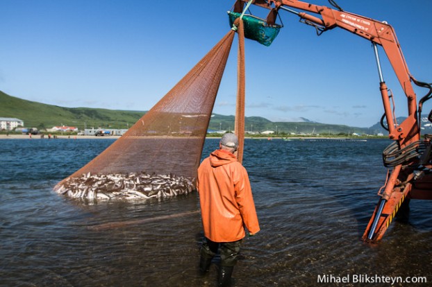 Ozernaya River sockeye salmon beach seine fishery