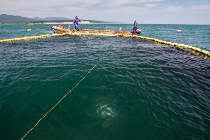 Northeast Sakhalin Coastal Pink Salmon Fishery