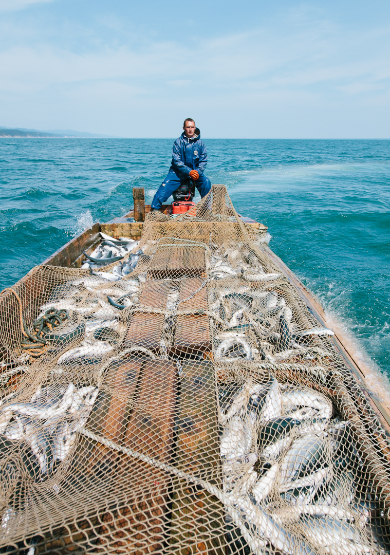 Northeast Sakhalin Coastal Pink Salmon Fishery