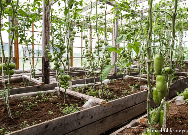 Sergey Krukov's Dacha, Garden and Greenhouse