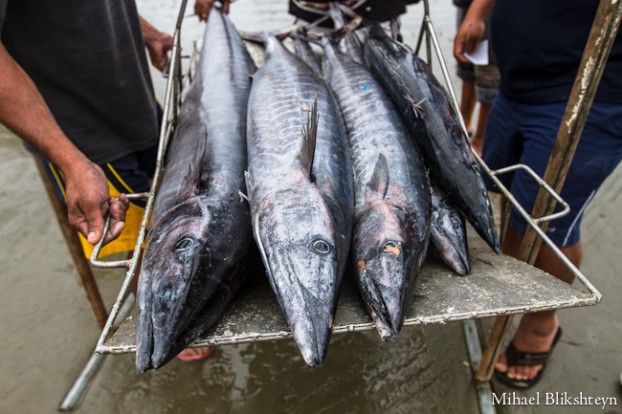 Puerto Lopez fishermen offloading and selling catch