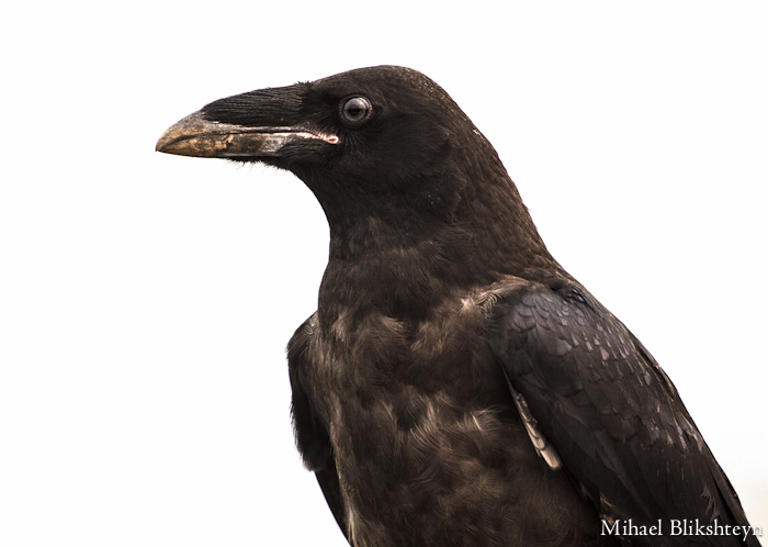 Young Russian Crow