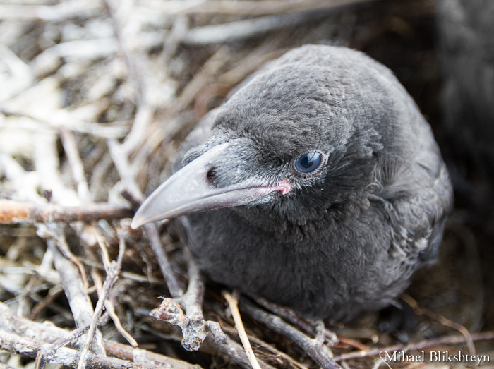 Juvenile Russian Crow on Nest