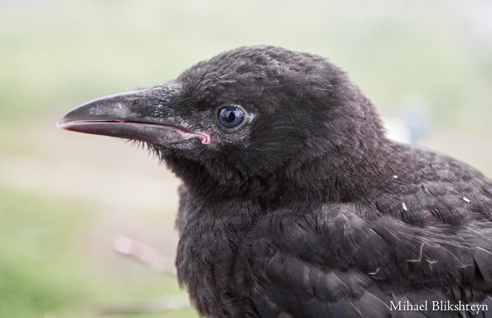 Juvenile Russian Crow on Nest