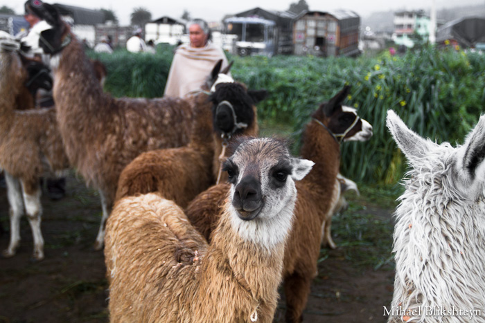 Saquisili Thursday Animal Market