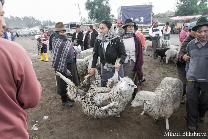 Saquisili Thursday Animal Market