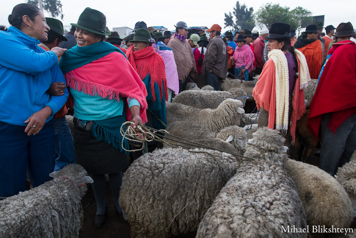 Saquisili Thursday Animal Market