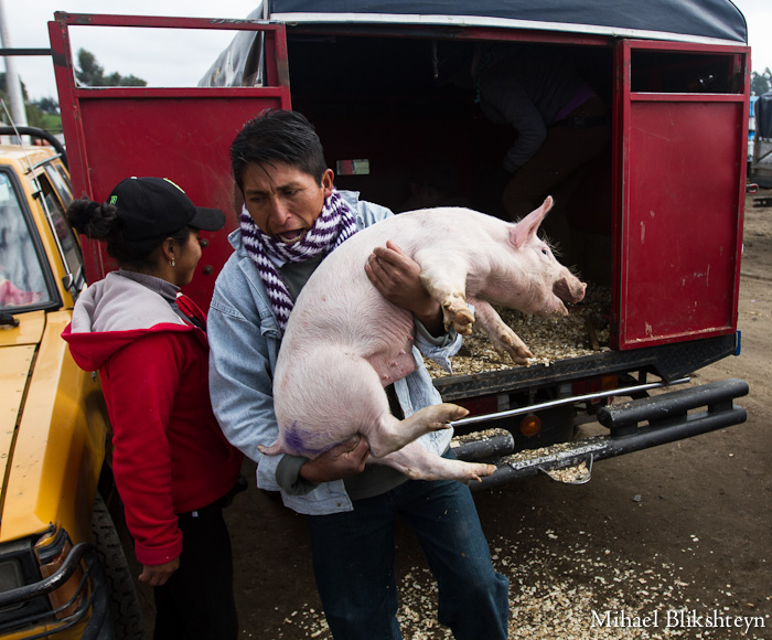 Saquisili Thursday Animal Market