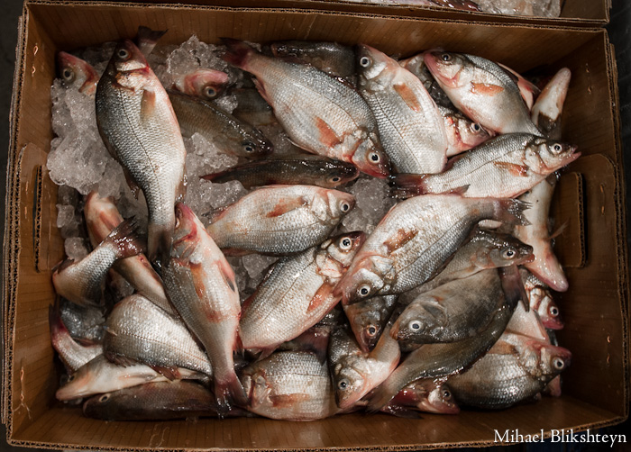 The New Fulton Fish Market at Hunts Point