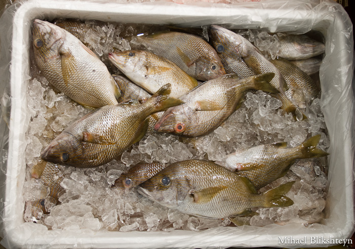 The New Fulton Fish Market at Hunts Point