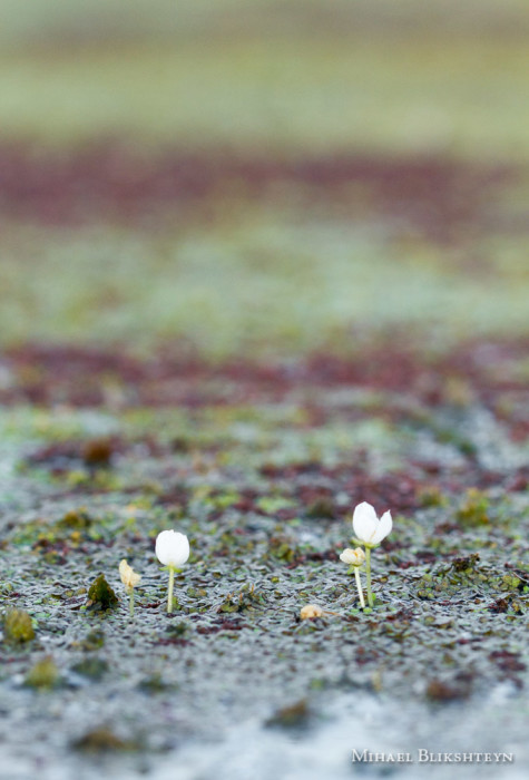 Tiny white flowers in a freshwater pond at sunrise