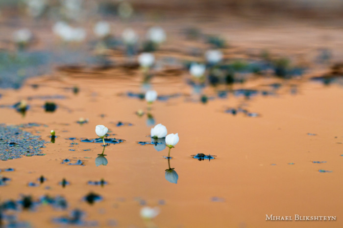 Tiny white flowers in a freshwater pond at sunrise