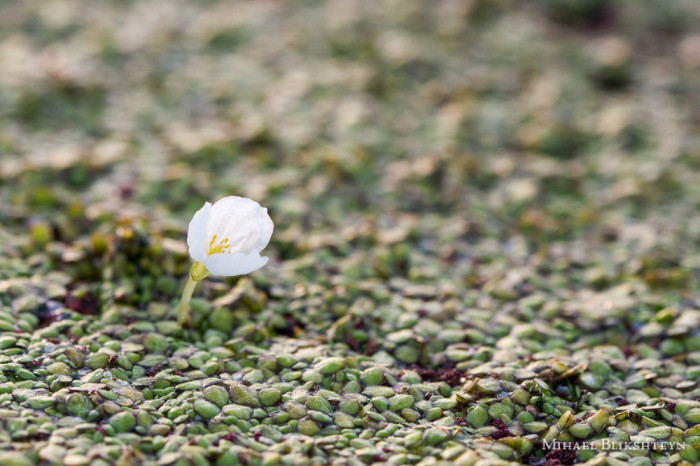 Tiny white flowers in a freshwater pond at sunrise