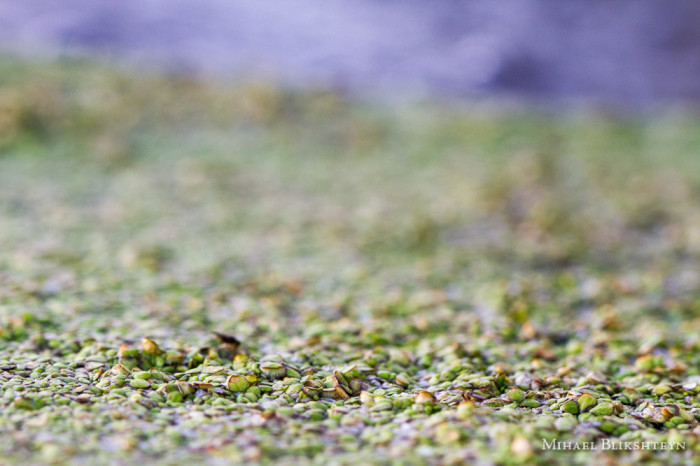 Tiny green plants on the surface of a freshwater pond