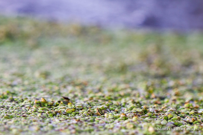 Tiny green plants on the surface of a freshwater pond