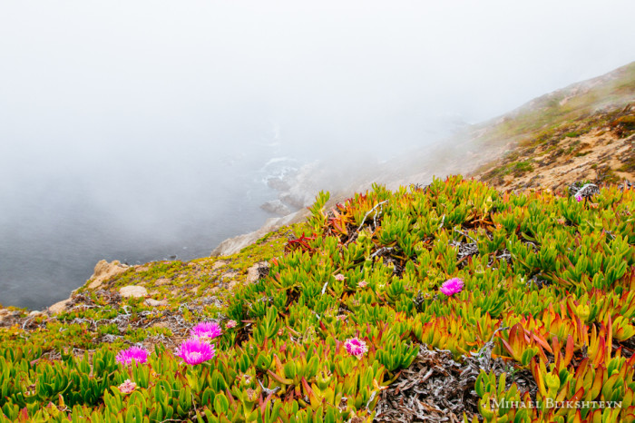 Blooming wildflowers on the northern California coast enveloped in fog