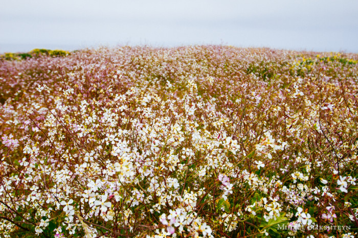 Blooming wildflowers on the northern California coast