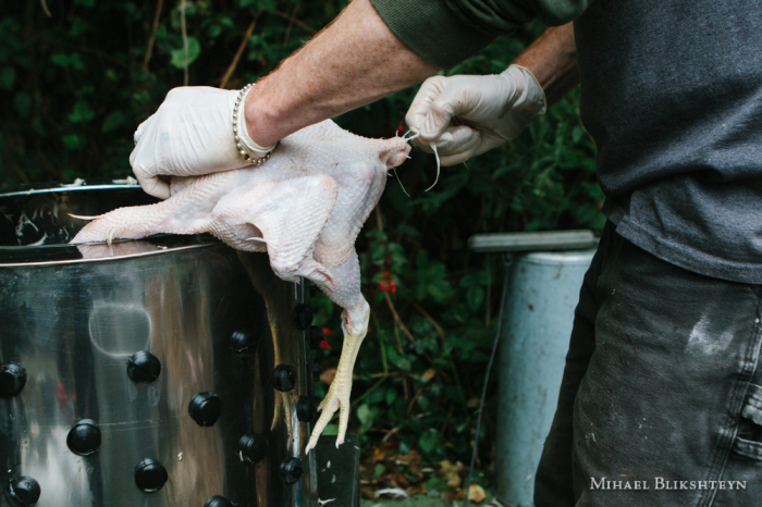 Man slaughtering and cleaning a free-range chicken on a small-scale, backyard organic, local farm