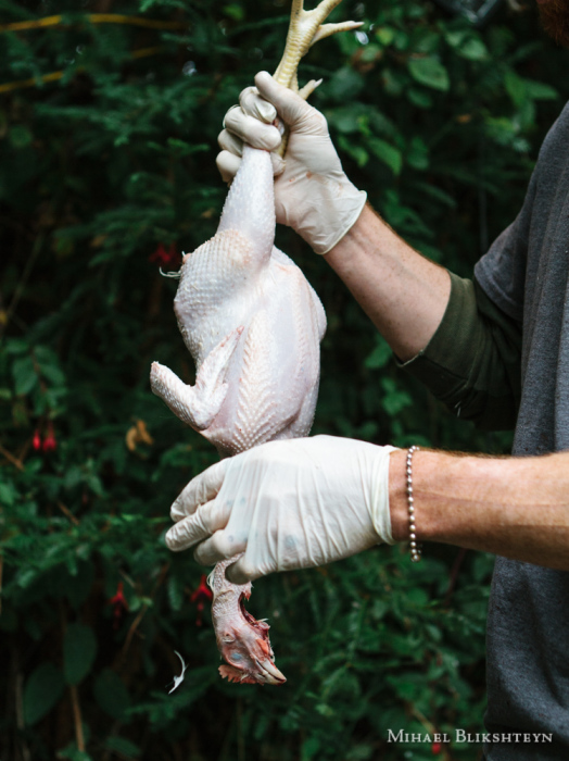 Man slaughtering and cleaning a free-range chicken on a small-scale, backyard organic, local farm