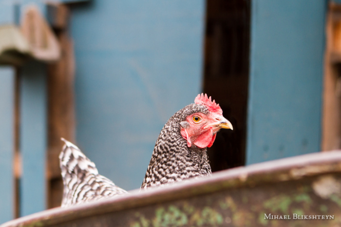 Hen sitting in a farm cart