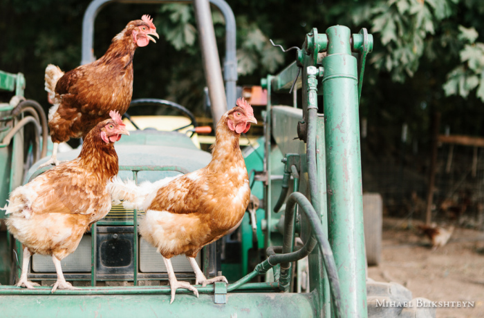 Free-range happy chickens roaming around a local small-scale organic farm