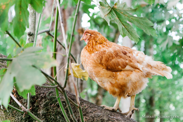 Free-range happy chickens roaming around a local small-scale organic farm