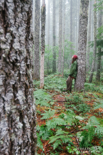 Young wet woman leaning against a tree in a lush rain-drenched forest